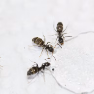 Ants 2