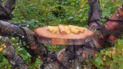 Viðbygging bókasafn og náttúrufræðistofa