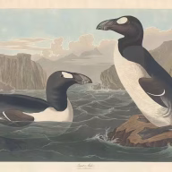 great-auk-6374d6