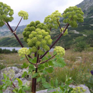 islenskar-laekningajurtir-mam