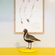 kopavogur-museum-by-atli-freyr-steinsson-4