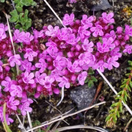 laekningajurtir