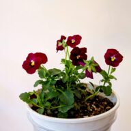 pexels-f-2154796291-34033982