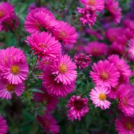 pexels-jirka-golan-251769568-14091552