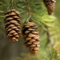 pine-cones_WQGTDB1UEZ