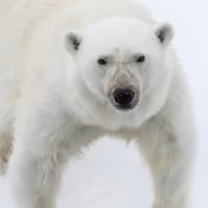 ragnarth.sigurdssonljosid2014_arcticimages